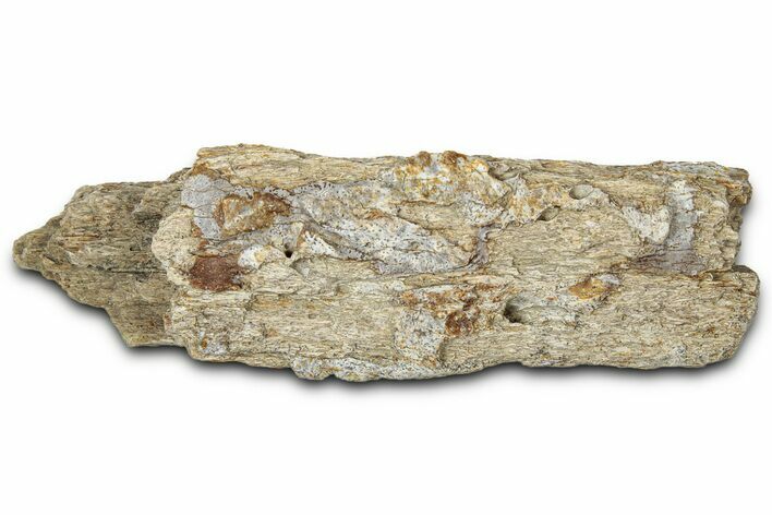 Dinosaur (Triceratops) Frill Shield Section - Montana #348027